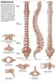 koh-i-noor-anatomia-04-seria-poradnikow-leonardo-isbn-978-88-8172-253-2-3.jpg