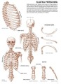 koh-i-noor-anatomia-04-seria-poradnikow-leonardo-isbn-978-88-8172-253-2-2.jpg