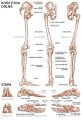 koh-i-noor-anatomia-04-seria-poradnikow-leonardo-isbn-978-88-8172-253-2-1.jpg