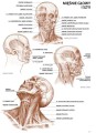 koh-i-noor-anatomia-04-seria-poradnikow-leonardo-isbn-978-88-8172-253-2-5.jpg