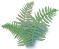 Dinosaur_Special Edition_Leaf_2_High Res_83087.jpg